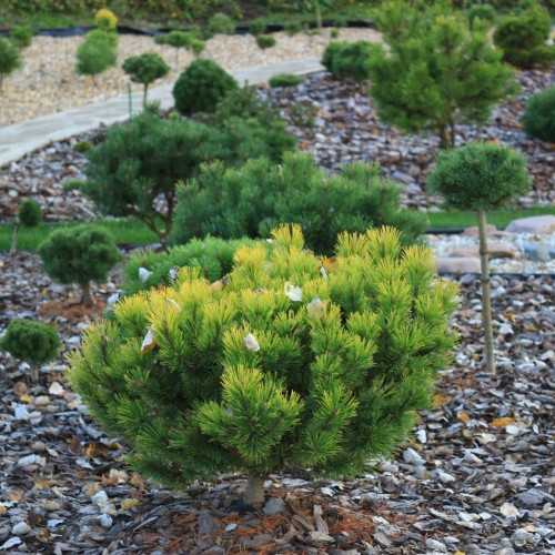 Pinus mugo 'Little Gold Star' - Mägimänd 'Little Gold Star' C2/2L